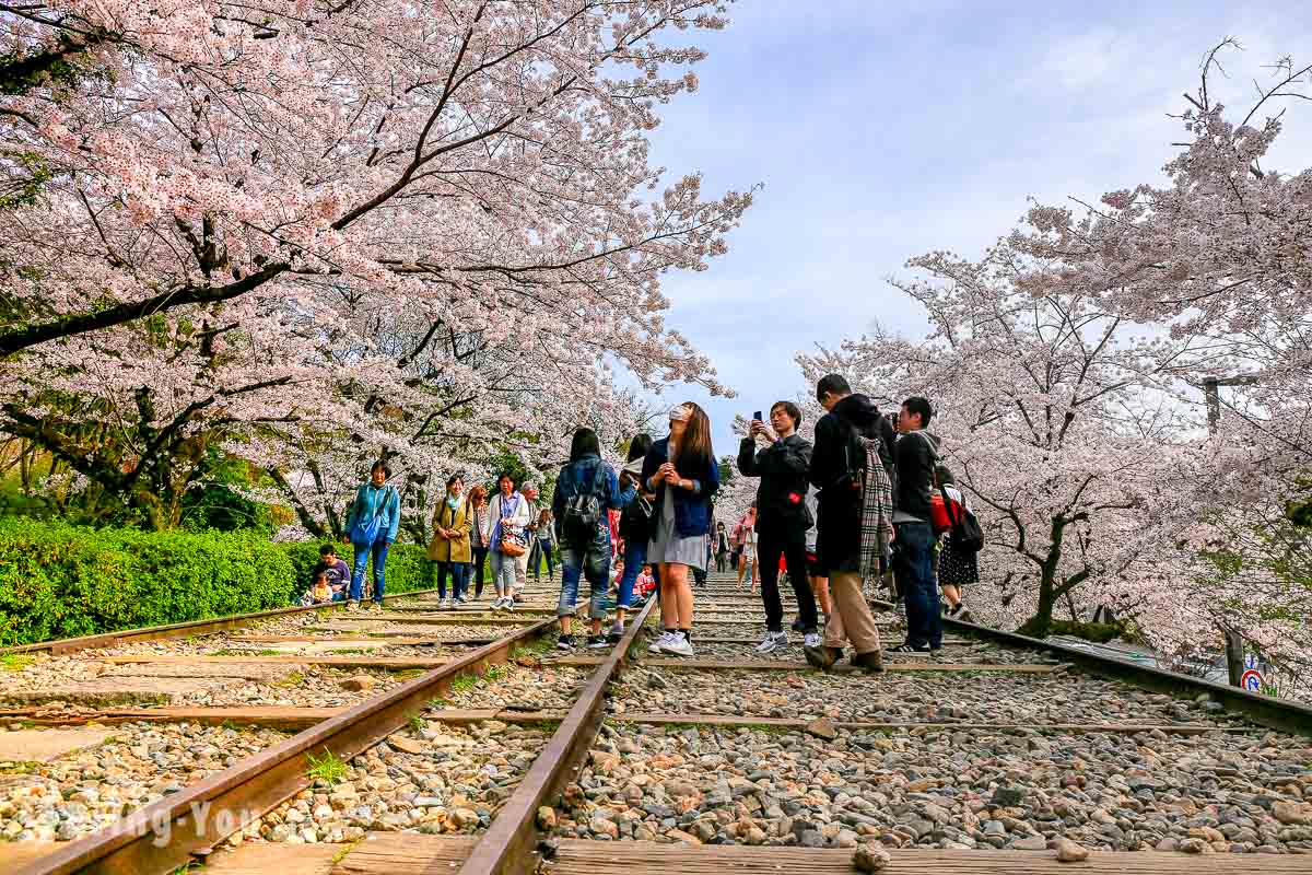 哲學之道 蹴上傾斜鐵道 吉野櫻